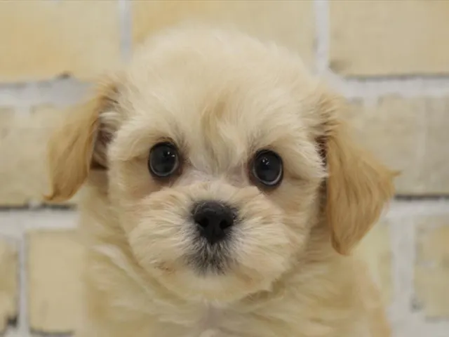 福岡県のハーフ犬・ミックス犬 (ペッツワン福岡新宮店/2025年3月26日生まれ/男の子/クリーム)の子犬